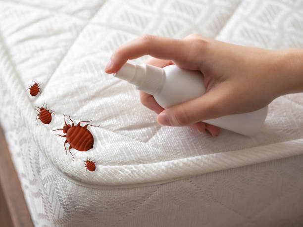 Reliable Sedona, AZ Pest Control Solutions